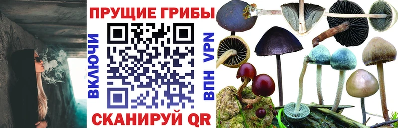 Галлюциногенные грибы Psilocybe Сатка